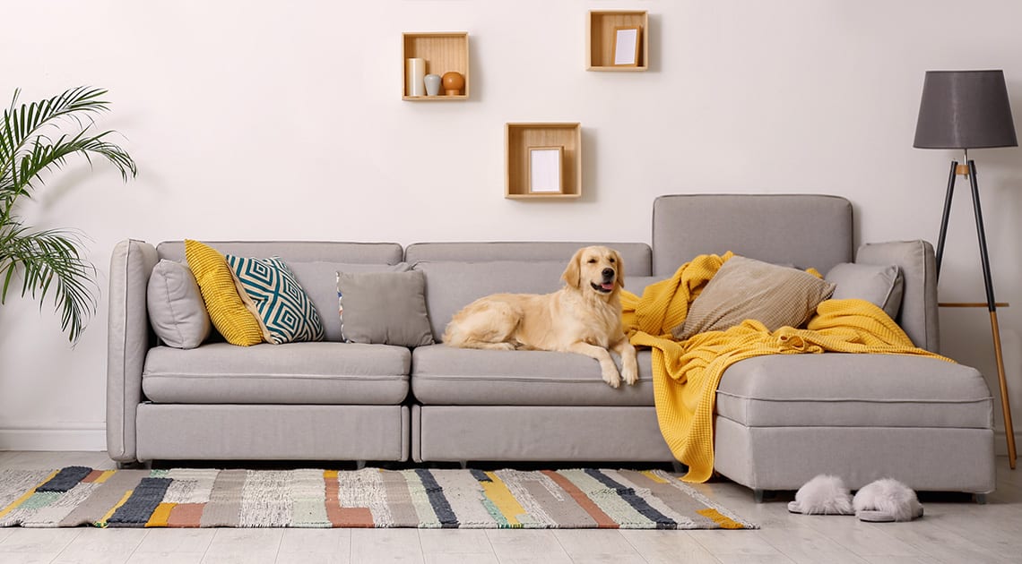 dog friendly living room furniture