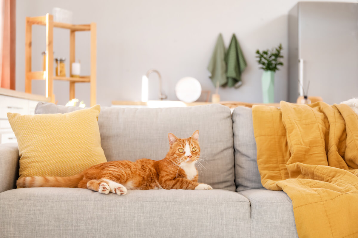 Best couch for cats: cute cat lying on a couch