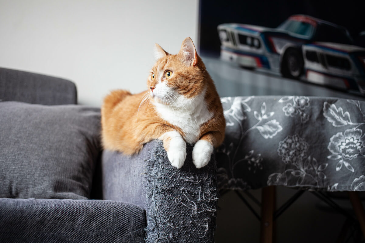 Best couch for cats: ginger cat lying on a couch