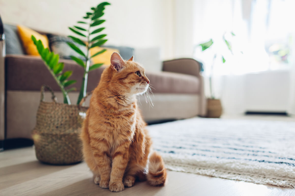 Best couch for cats: ginger cat sitting on the floor