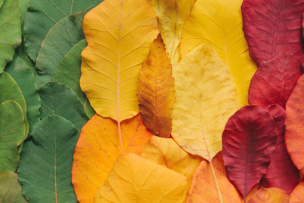 Fall home decor: leaves changing seasons